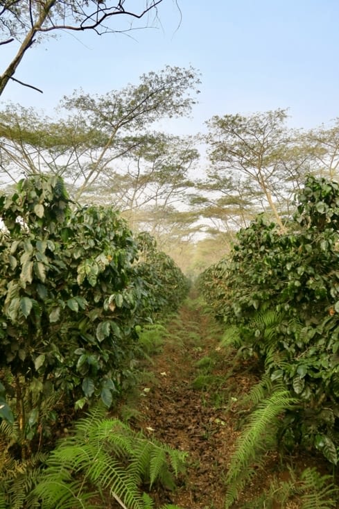 Tout autour de la ferme, des hectares de plants de caféiers.
