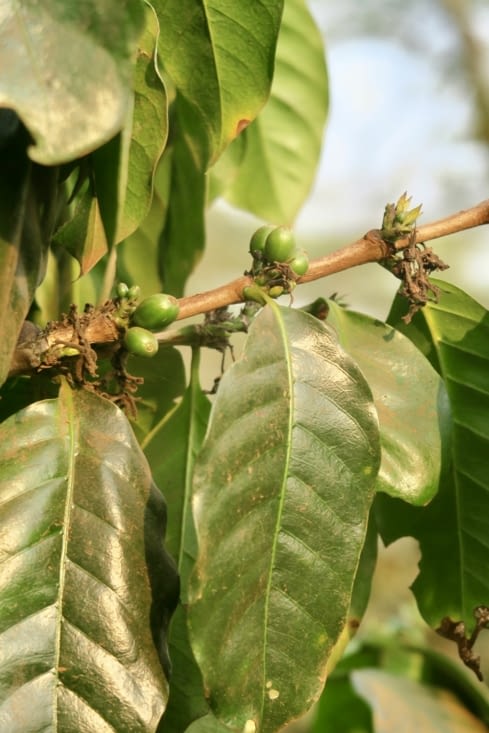 Voilà à quoi ressemblent des baies de café. Pas encore mûres...
