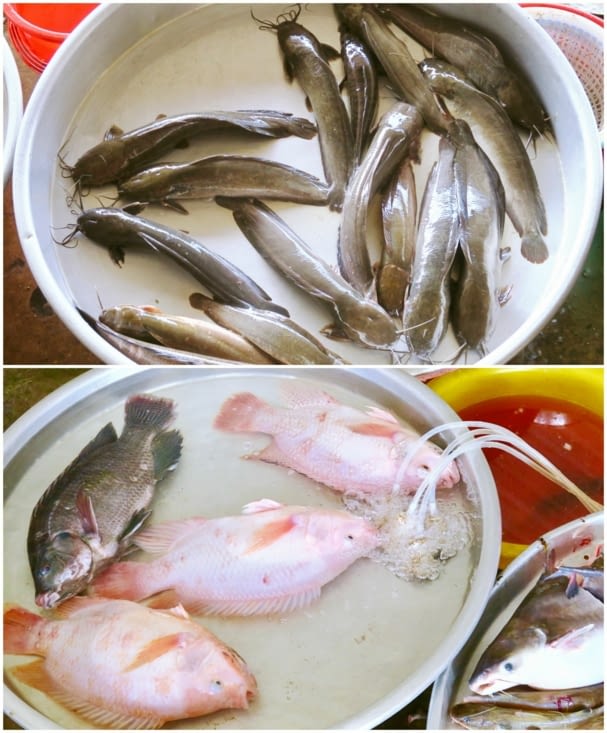 Beaucoup de poissons sont encore vivants... fraîcheur garantie...