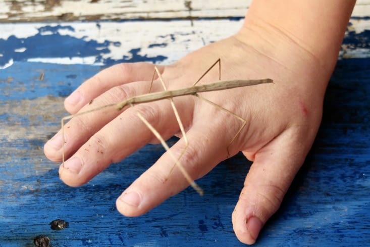 ... observation d’une drôle de brindille qui marche...