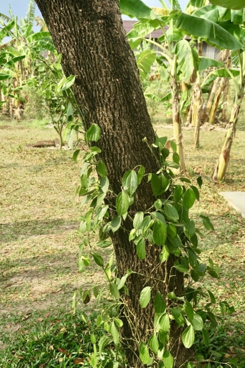 A l’origine, dans la nature, un plant de poivre, c’est ça.