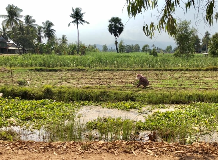 Toujours beaucoup de rizières, mais aussi des cannes à sucre...