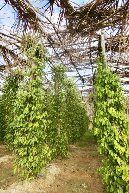 Dans une plantation, on reproduit ces conditions...