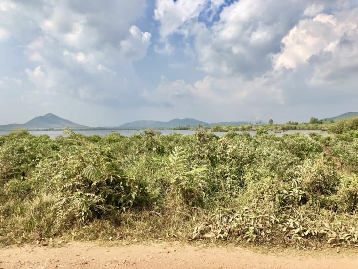 Les arbustes le long de la route sont couverts de poussière.