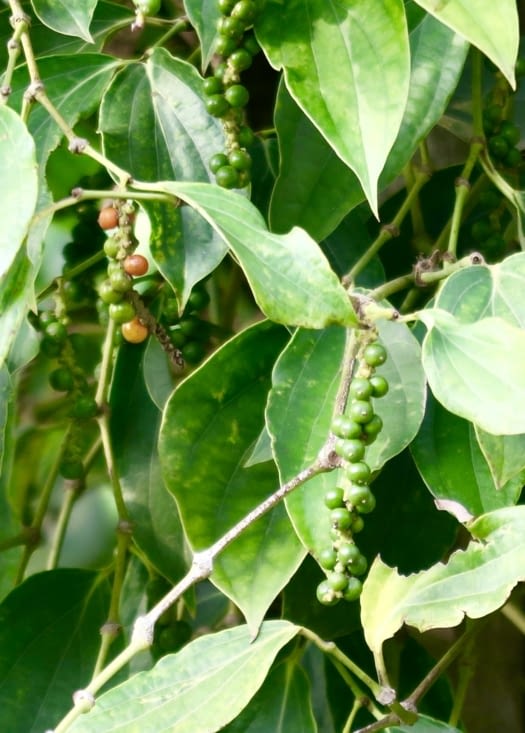 Les baies de poivre en situation.