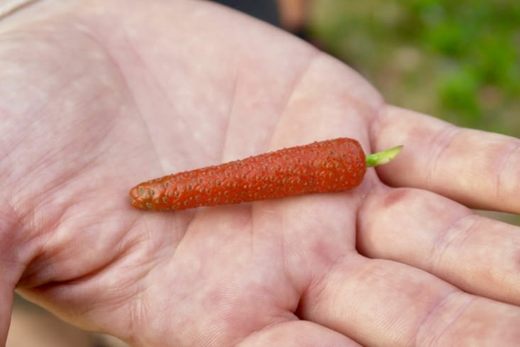 Non ce n’est pas une mini carotte !