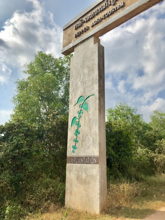 On arrive à la plantation en milieu d’après-midi.