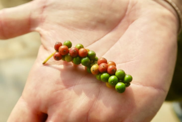 Sur une seule grappe, des baies de couleurs différentes.