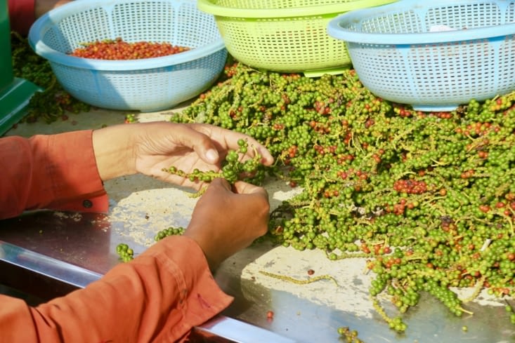 Un travail long et fastidieux, mais qui conditionne la qualité du poivre :