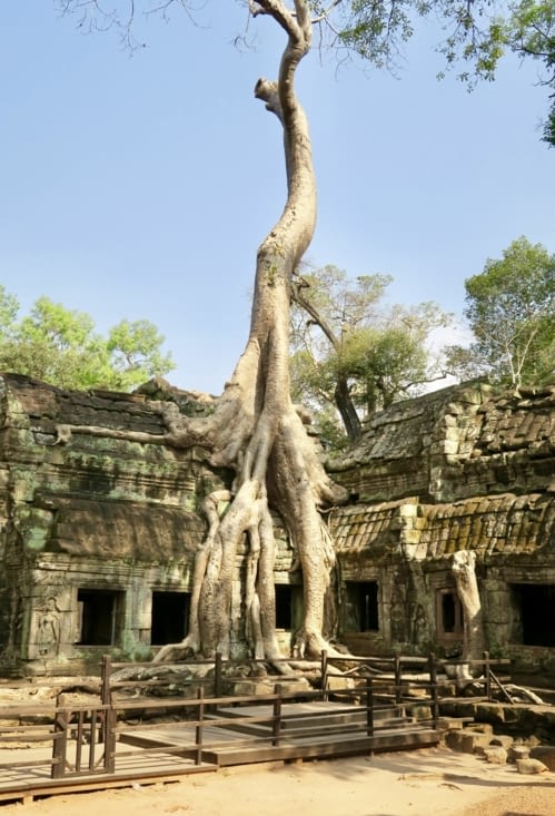 Cet arbre tentaculaire est un fromager.