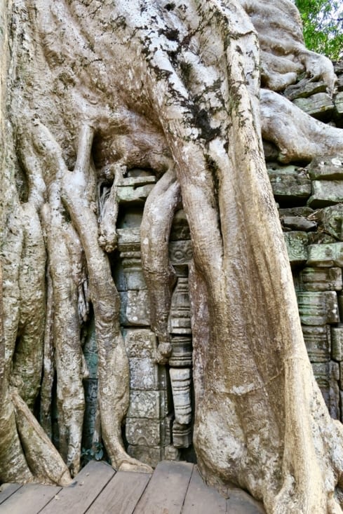 De toutes parts, le temple est attaqué par les racines de fromagers séculaires.