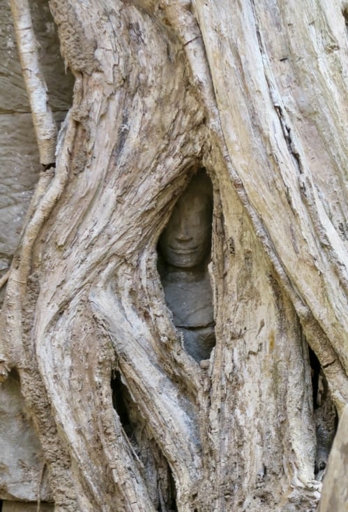 Une petite tête épargnée par les racines.