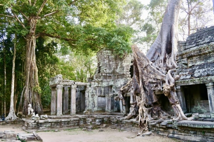 Ici aussi, la nature tente de reprendre ses droits !