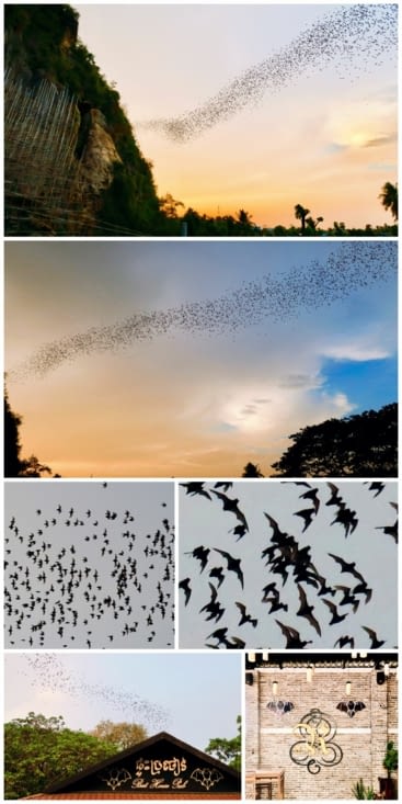 Dans la colline de Phnom Sampeau, une grotte abrite une colonie gigantesque de...