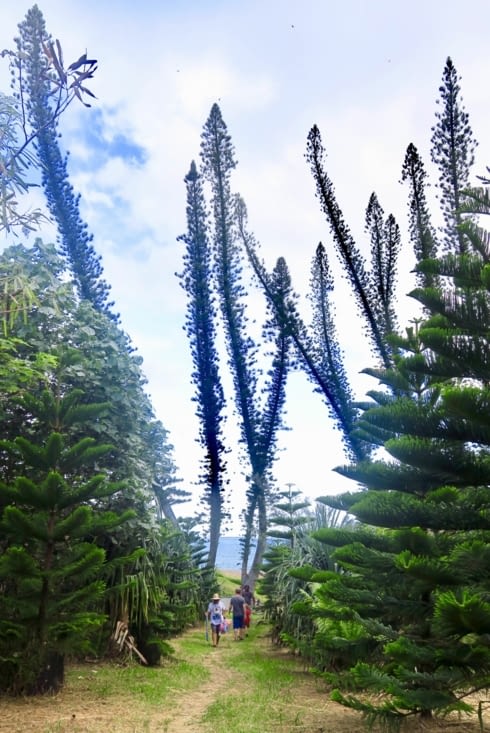 Arrivée à la baie des Tortues, encadrés par les pins colonnaires...