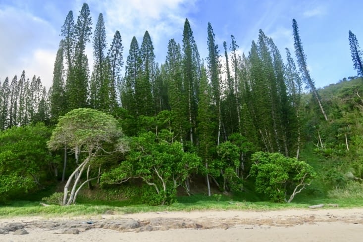 Les pins colonnaires sur la plage.