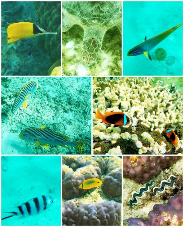 Et le spectacle se poursuit sous l’eau pour ceux qui se mouillent ?