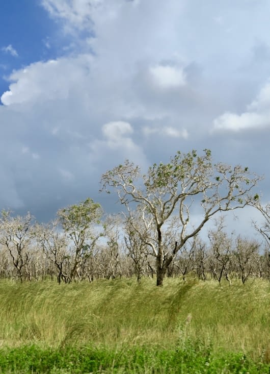 ... sorte d’eucalyptus local, dont le tronc noueux perd son écorce en grandissant.