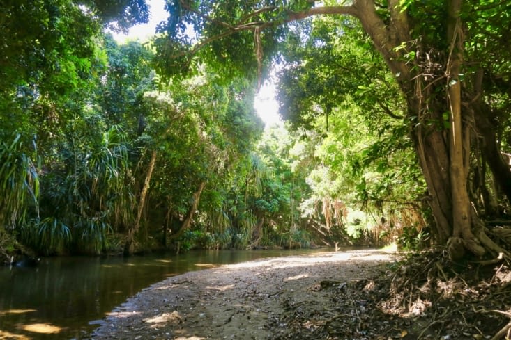 La jungle au bord d’une rivière.