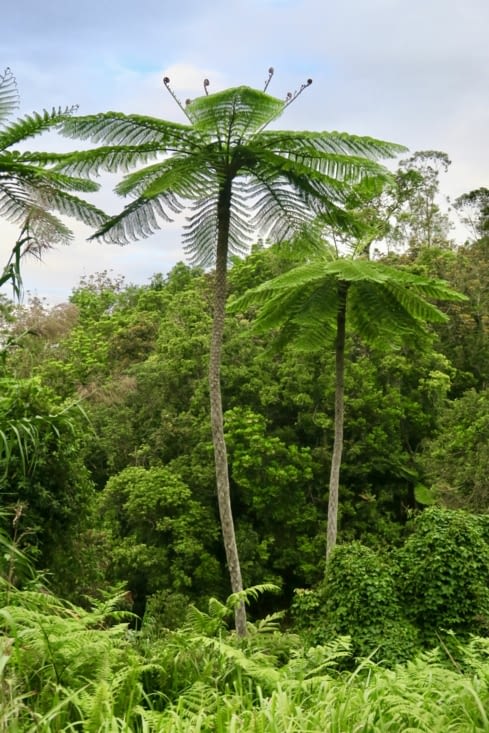 Des fougères arborescentes.