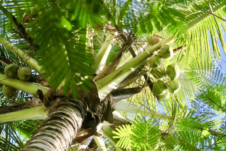 Les bungalows sont entourés de cocotiers bien garnis...