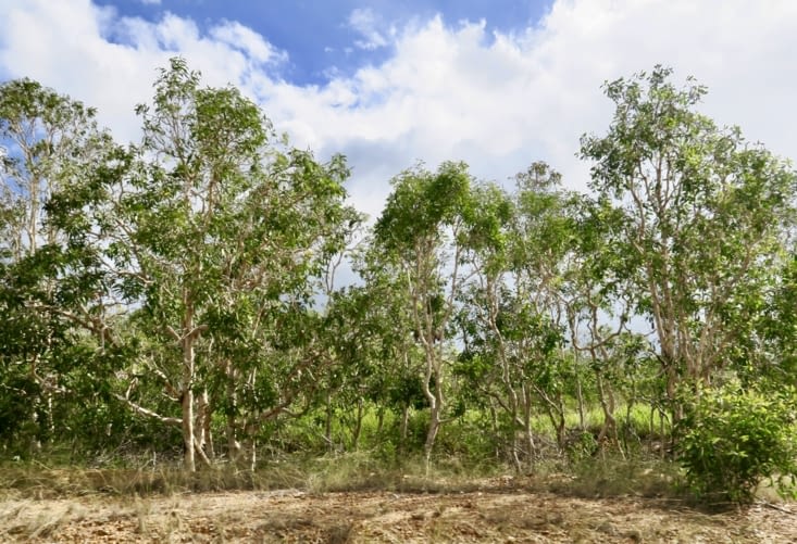 Mais une route magnifique, traversant les montagnes et des champs entiers de niaoulis...