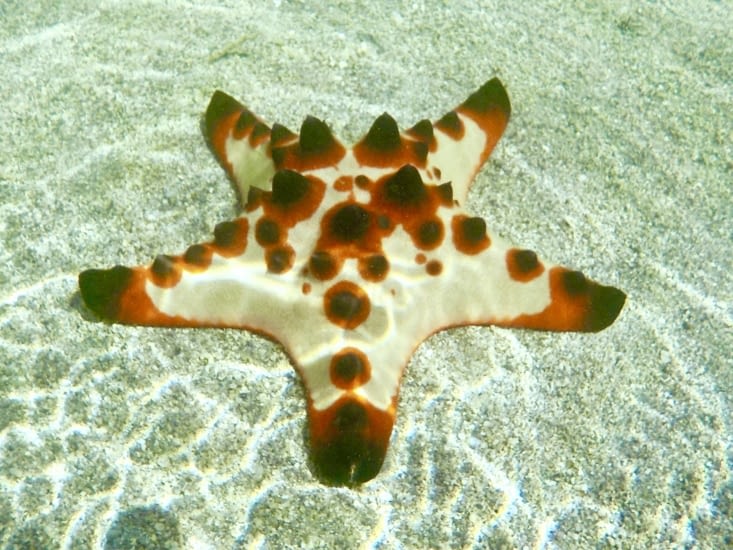 Trouvée et identifiée par Maël : une étoile de mer rhinocéros.