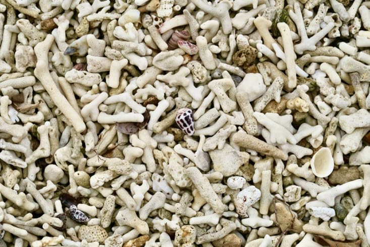 Le sable est recouvert de morceaux de corail.