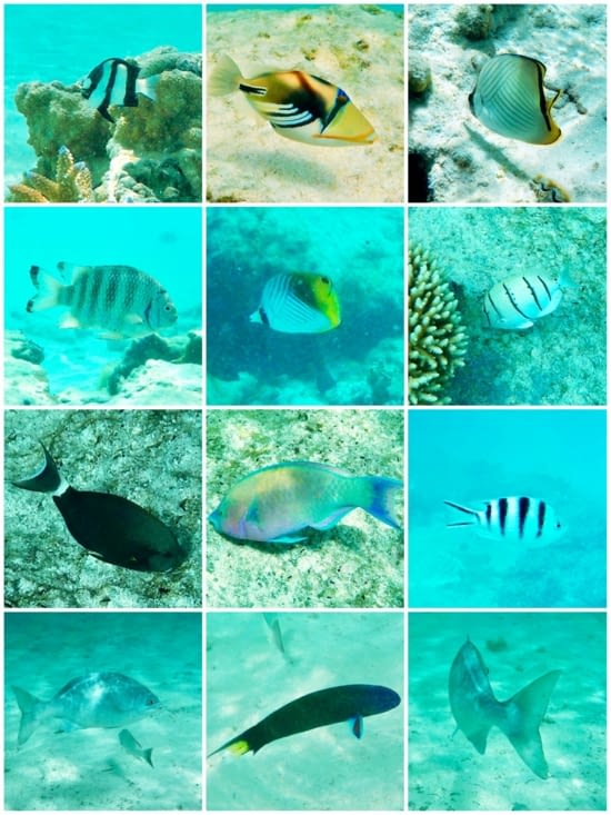 Quelques spécimens rencontrés...