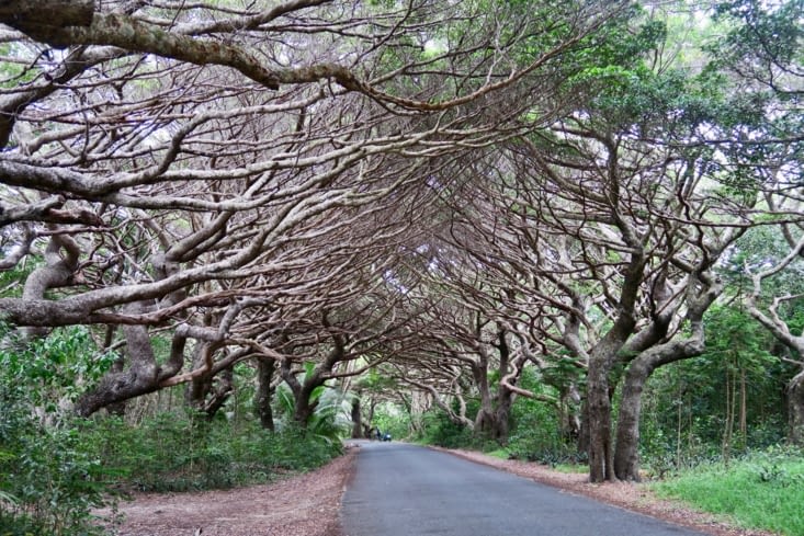 Sur la route principale, un tunnel végétal.
