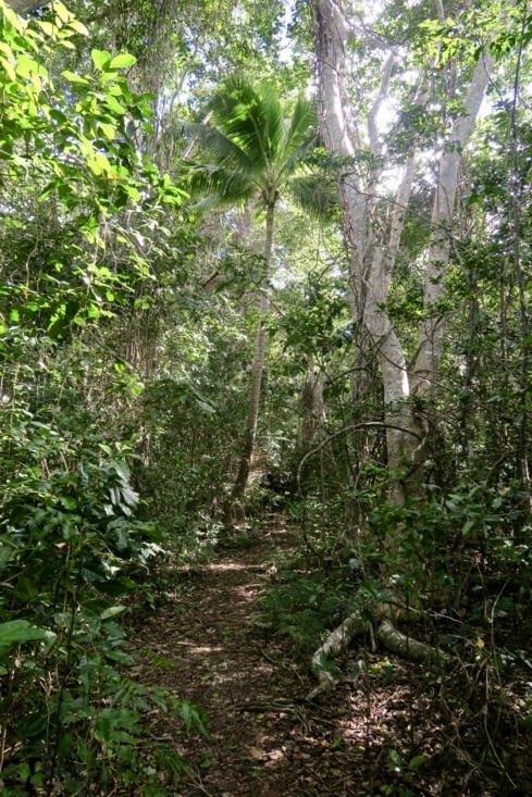 Le sentier, qui s’enfonce dans la végétation.