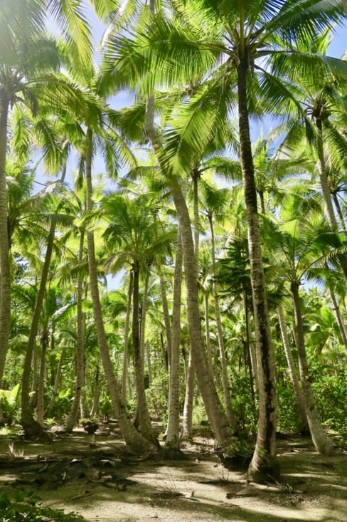 ... et se transforme en forêt de cocotiers.