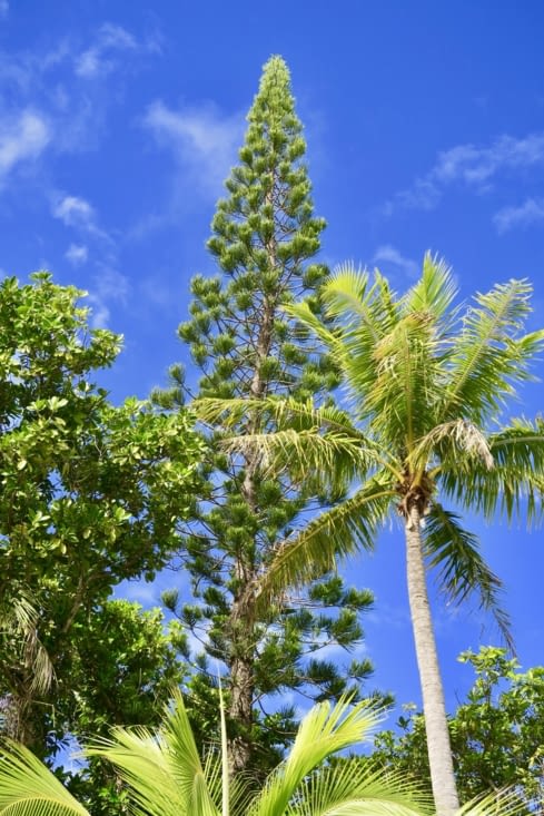 Sur les berges, des cocotiers, des pins colonnaires...