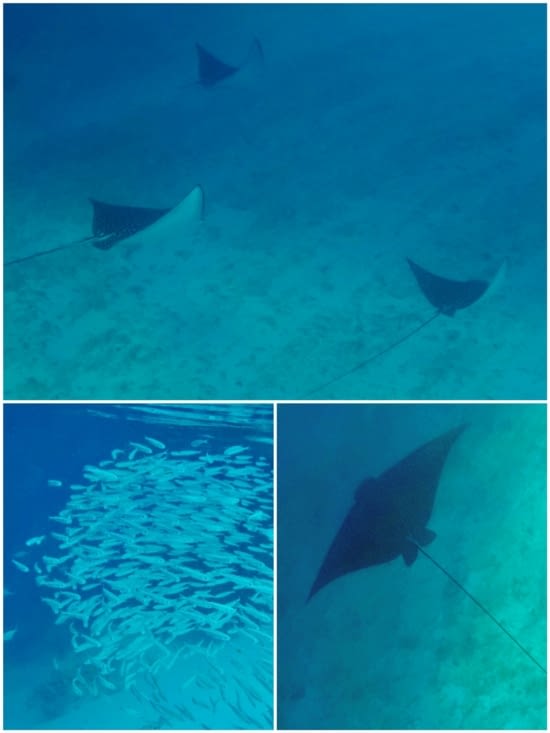 ... vue de dessous !