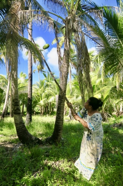 Paulette en pleine cueillette de coco verte. Bingo, elle a réussi !