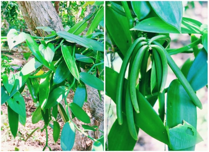 Un plant de vanille dans le potager.