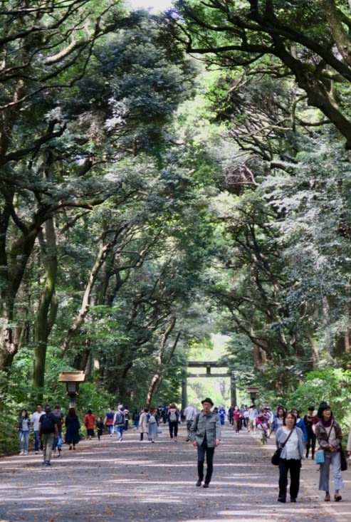 Le parc Yoyogi qui entoure le temple est constitué de plus de 100 000 arbres...
