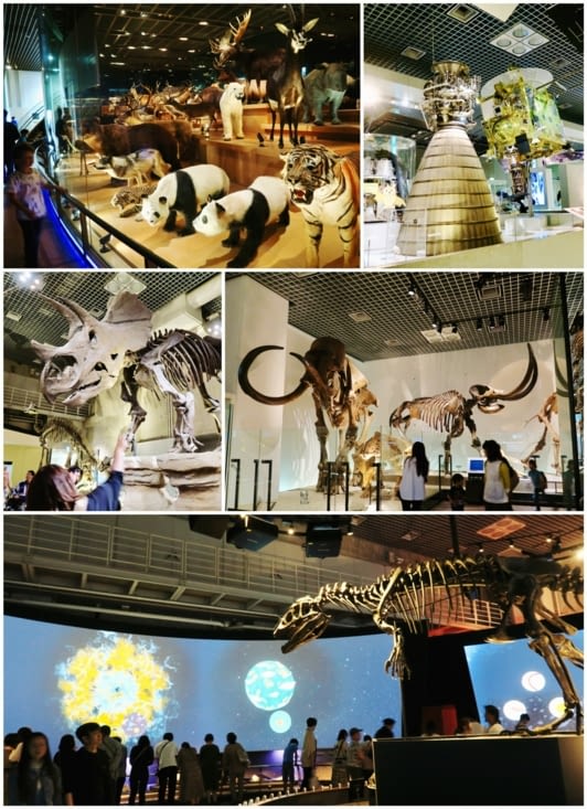 Au Musée National de la Nature et des Sciences, dans le parc de Ueno.