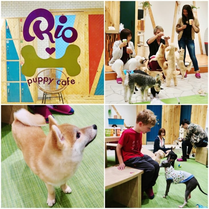 Pour 8€ par personne, on peut passer 30 mn en compagnie de petits chiens...