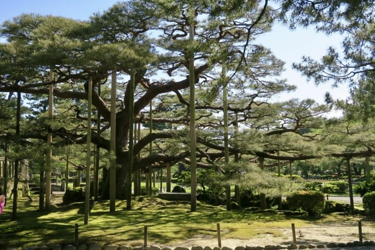 Une forêt... de cannes.