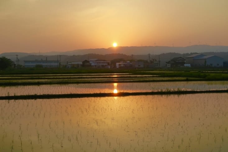Coucher de soleil sur les rizières.