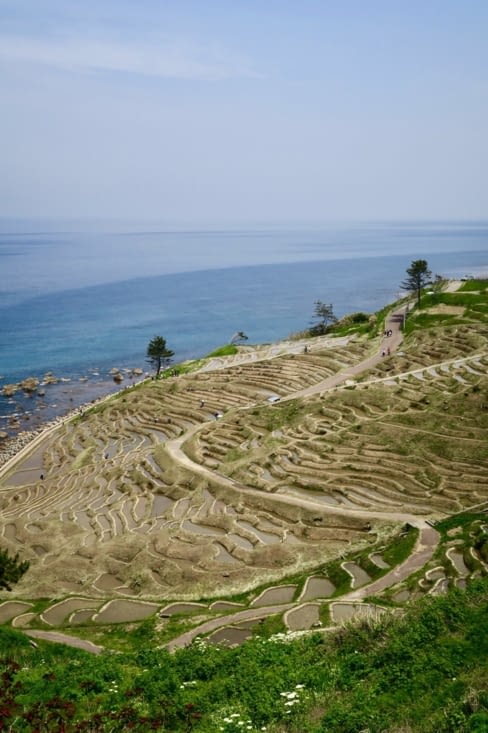 Il y a plus de 1000 parcelles en terrasse !