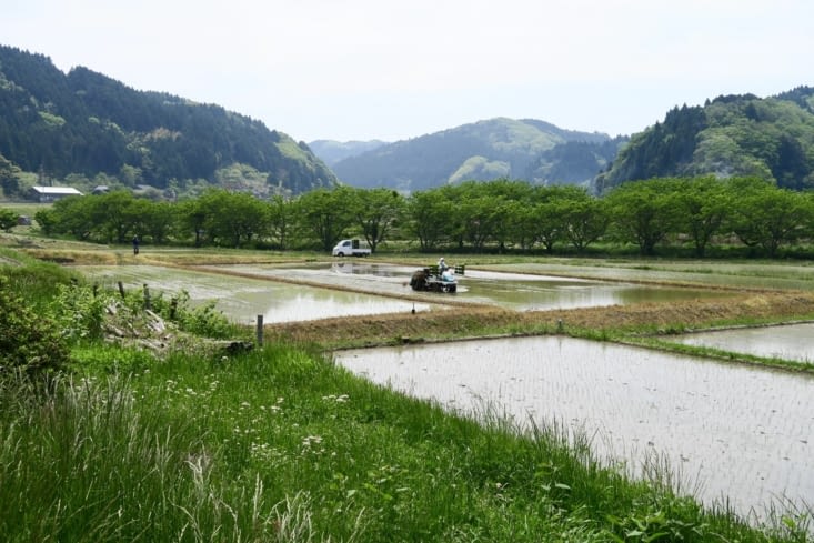 Les vallées, elles, sont très cultivées : il y a beaucoup de vergers et de rizières.