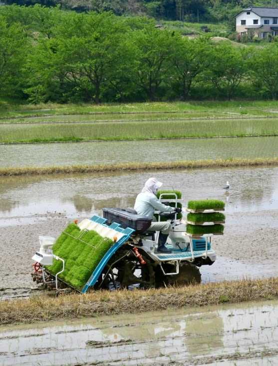 Une machine à replanter les pousses de riz !!