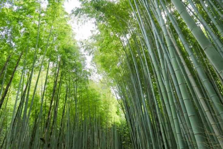 La fameuse forêt de bambous.
