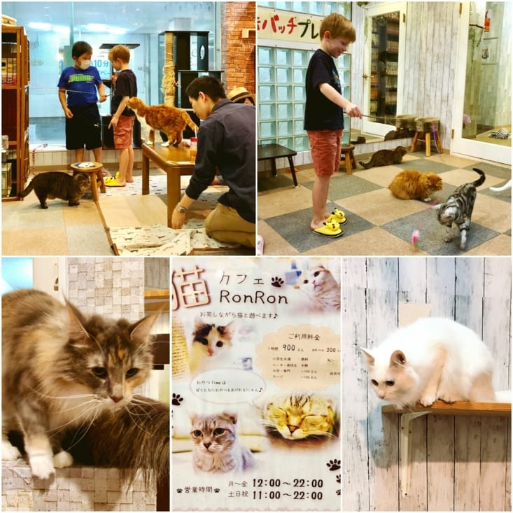 ... des chats dans un café...