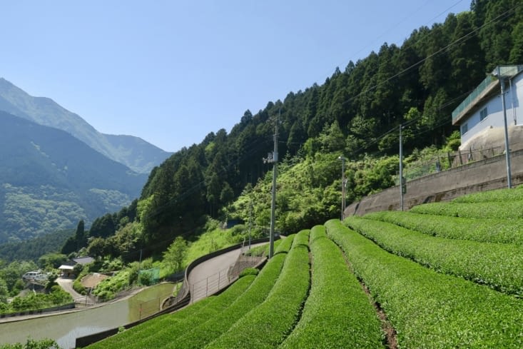 Même les plantations de thé, ici, sont taillées au cordeau !