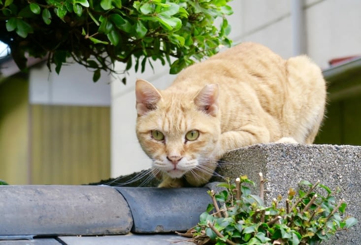 Une petite rue tortueuse est connue pour être très fréquentée par les chats...