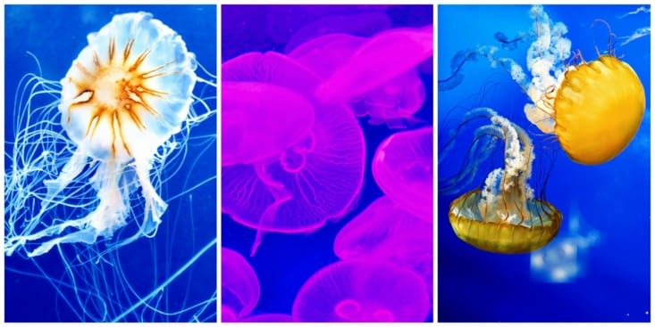 A l’Aquarium of the Bay, la danse des méduses.