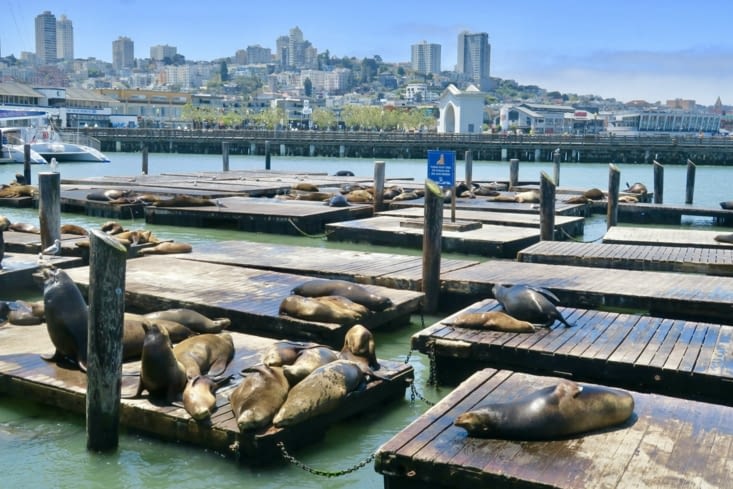 Les lions de mer se prélassent au soleil revenu.